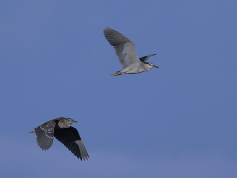 Black-crowned Night Heron, Dalyan, Turkey