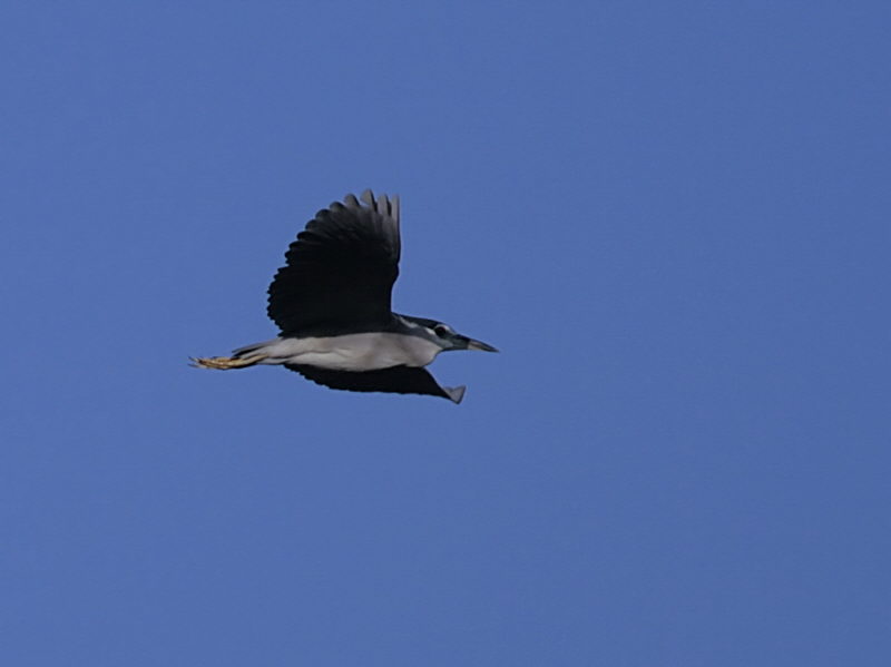 Black-crowned Night Heron, Dalyan, Turkey