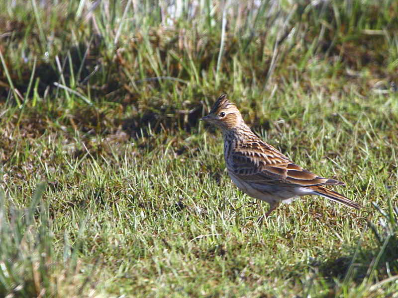 Skylark, Loch Lomond NNR, Clyde