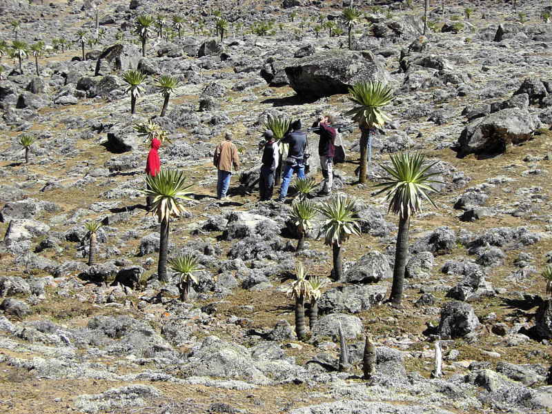 Birding on the Sanetti Plateau, Bale Mountains NP, Ethiopia