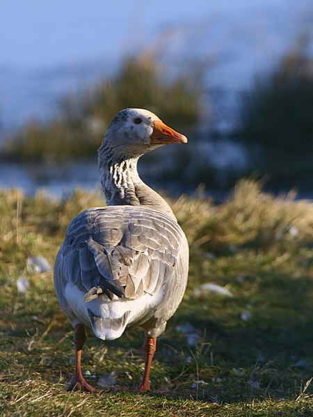 Greylag Goose, Caerlaverock WWT, Dumfries