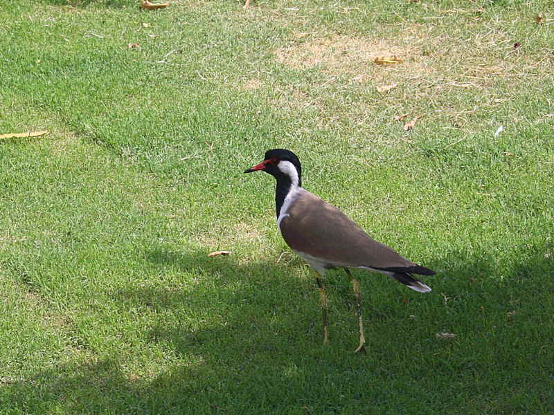 Red-wattled Lapwing, Red Fort, Delhi