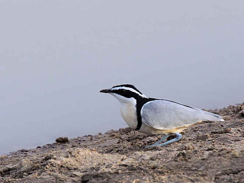 Egytian Plover, White Volta River, Ghana