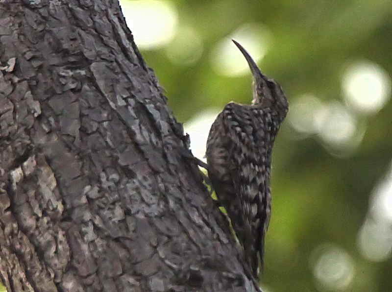 Spotted Creeper, Mole NP, Ghana