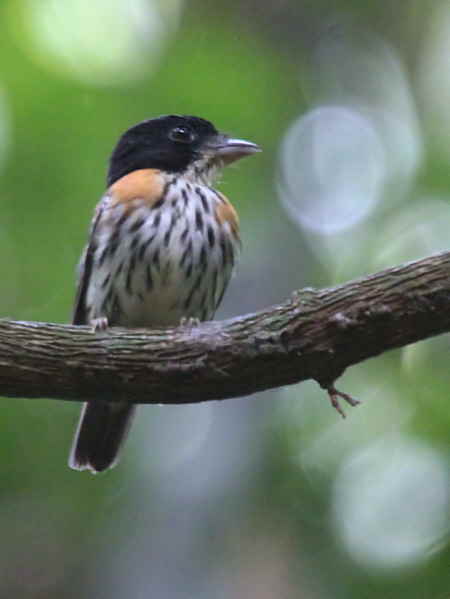 Rufous-sided Broadbill, Kakum NP, Ghana