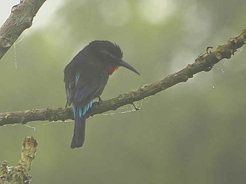 Black Bee-eater, Kakum NP, Ghana