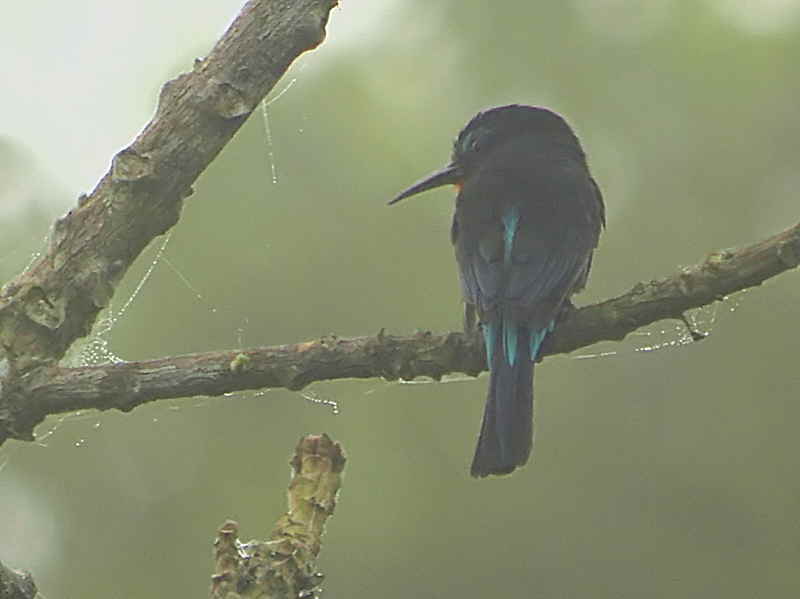 Black Bee-eater, Kakum NP, Ghana