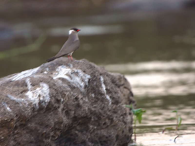 Rock Pratincole, Kavango River, Caprivi