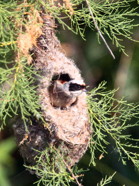 Penduline Tit, Dalyan, Turkey