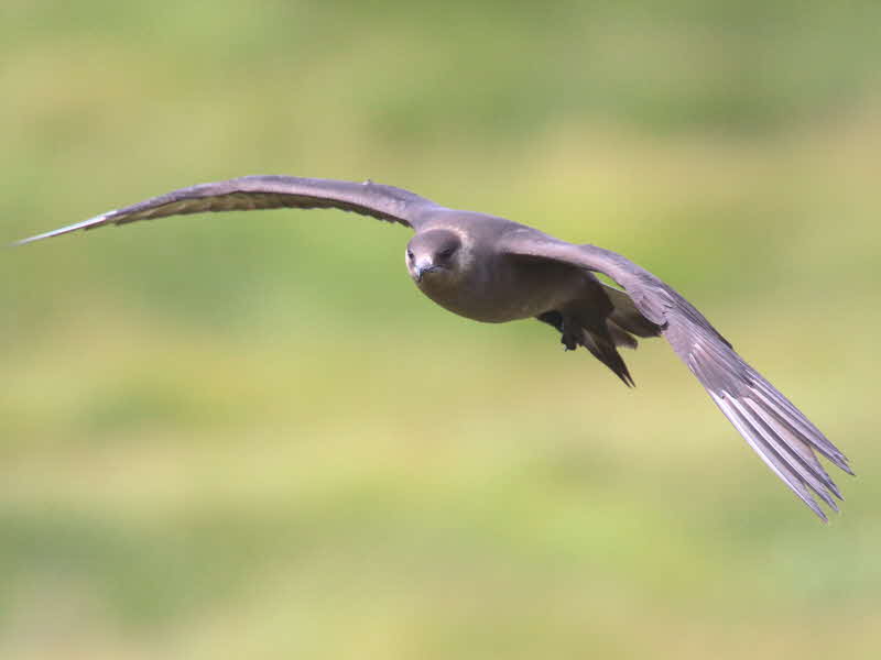 Dark phase Arctic Skua, Handa Island SWT Nature Reserve