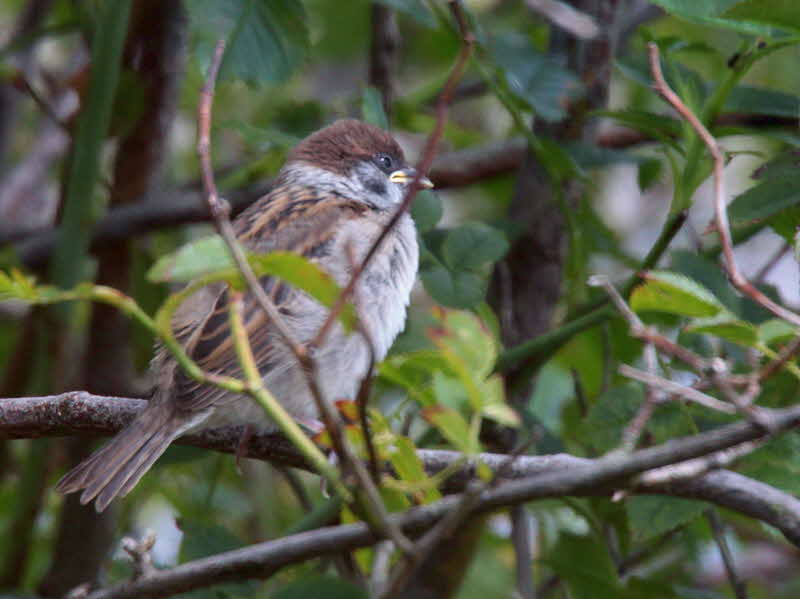 Tree Sparrow(juvenile), Aberlady Bay, Lothian