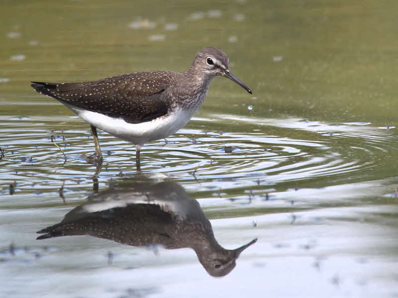 Green Sandpiper, Barons Haugh RSPB, Clyde