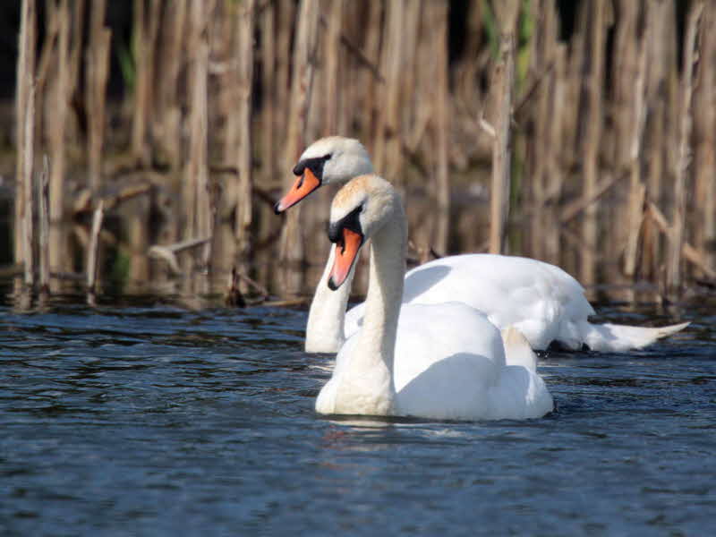 Mute Swan, Barons Haugh RSPB, Clyde