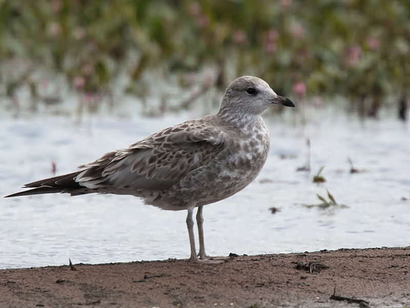 Common Gull (juvenile), Loch Lomond NNR, Clyde