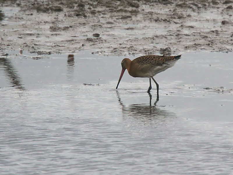 Black-tailed Godwit, Barons Haugh RSPB, Clyde