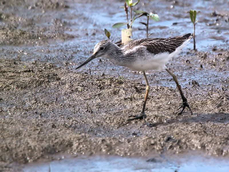 Greenshank, Barons Haugh RSPB, Clyde