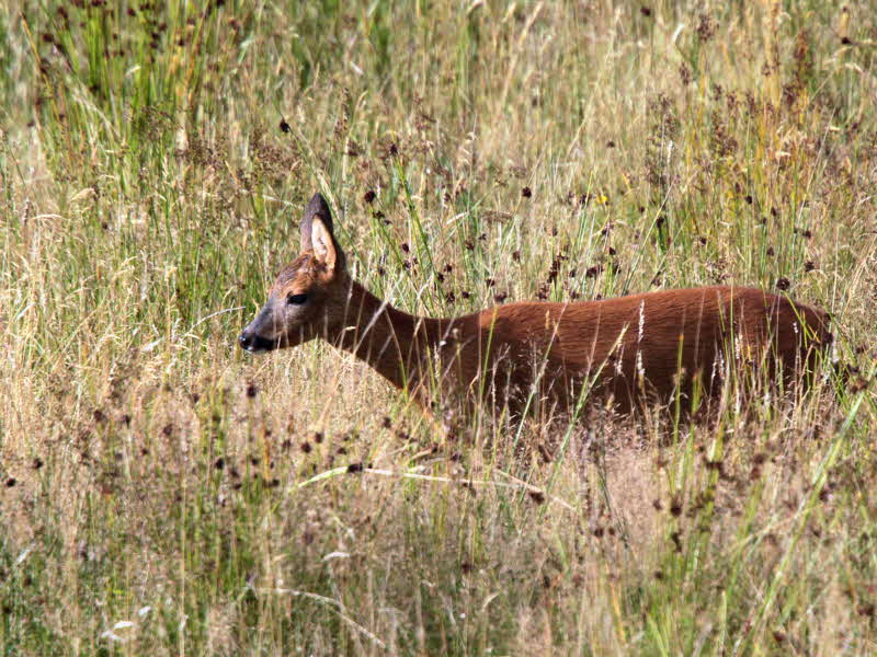 Roe Deer, Loch Lomond NNR, Clyde