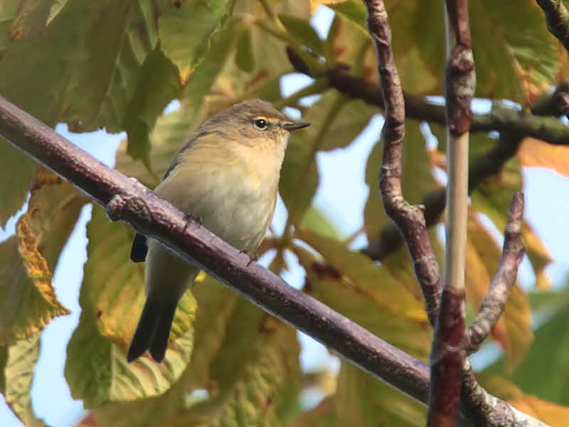 Chiffchaff, Barons Haugh RSPB, Clyde