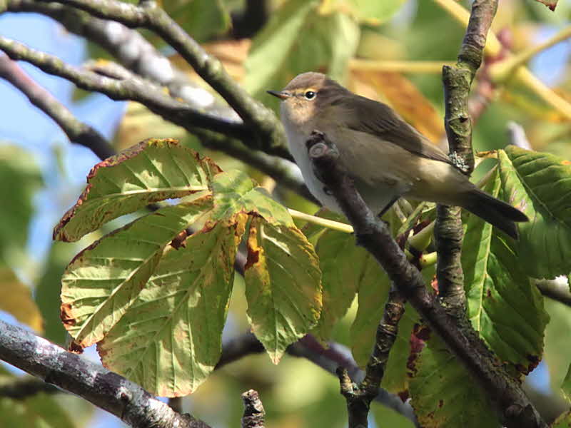 Chiffchaff, Barons Haugh RSPB, Clyde