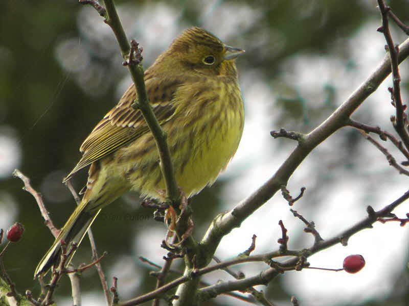 Yellowhammer, Mersehead RSPB, Dumfries&Galloway