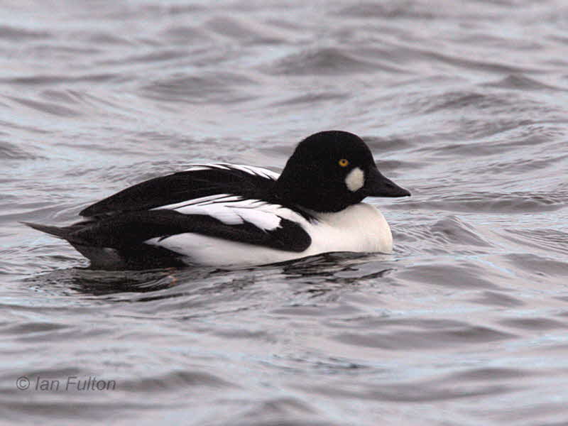Goldeneye, Hogganfield Loch, Glasgow