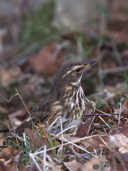 Redwing, Gartfairn Wood, Loch Lomond NNR