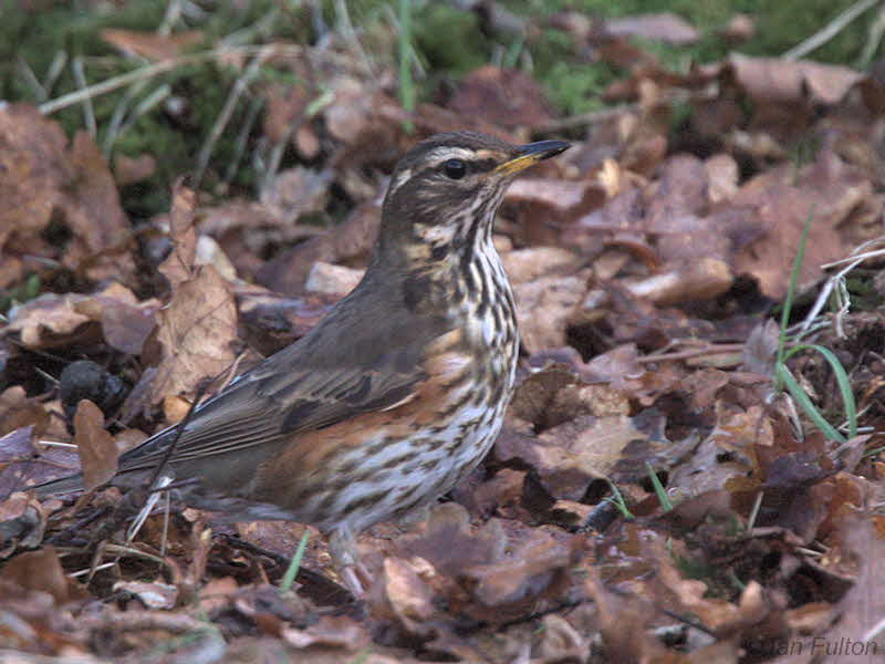 Redwing, Gartfairn Wood, Loch Lomond NNR