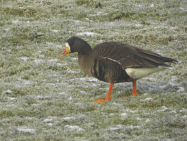 Greenland White-fronted Goose, Loch Lomond NNR