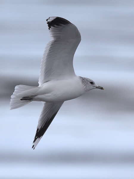 Common Gull (adult winter), Strathclyde Loch