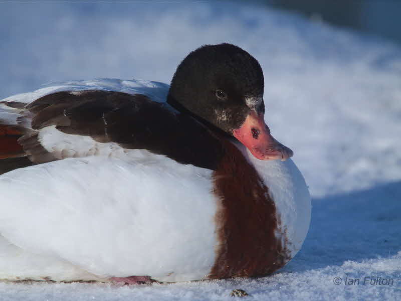 Shelduck, Linlithgow Loch, Lothian