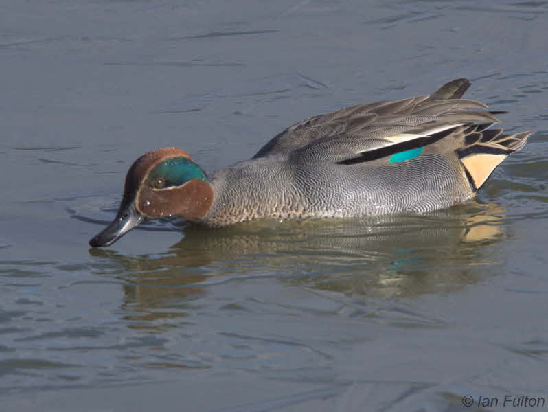 Teal, Caerlaverock WWT, Dumfries