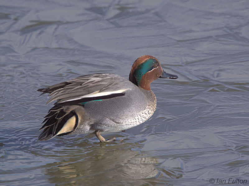 Teal, Caerlaverock WWT, Dumfries