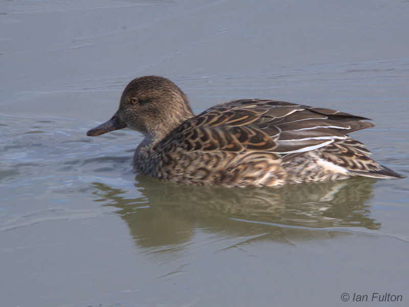 Teal, Caerlaverock WWT, Dumfries