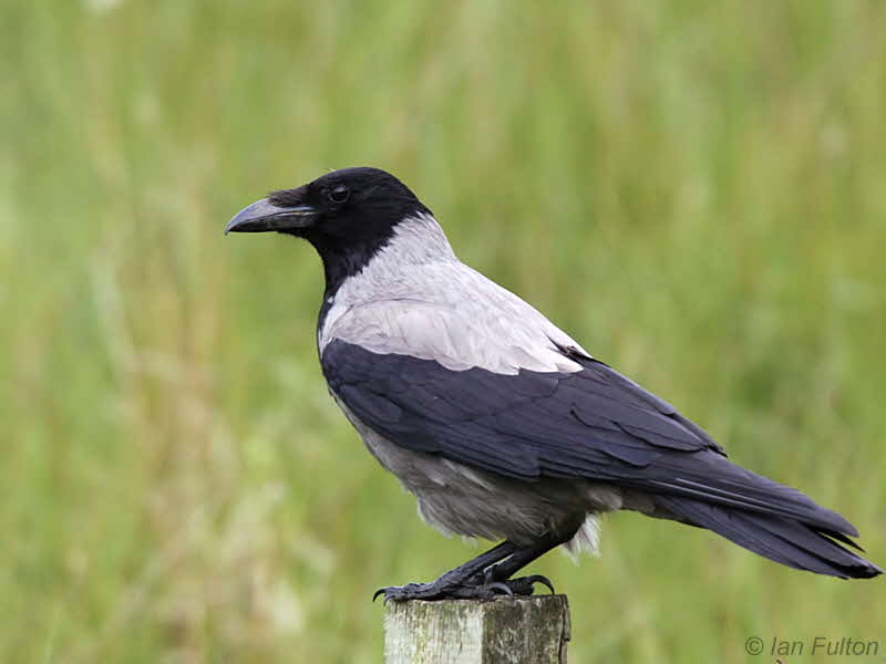 Hooded Crow, Talisker Bay, Skye