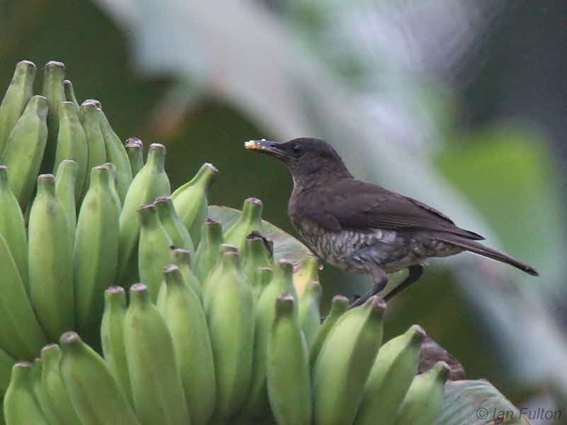 So Tom (or Gulf of Guinea) Thrush, Agua Grande, So Tom