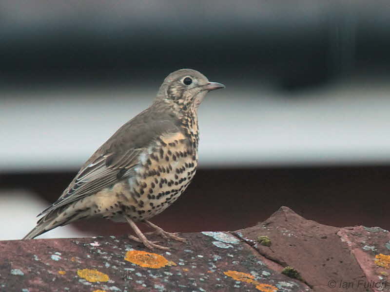 Mistle Thrush, Baillieston, Glasgow