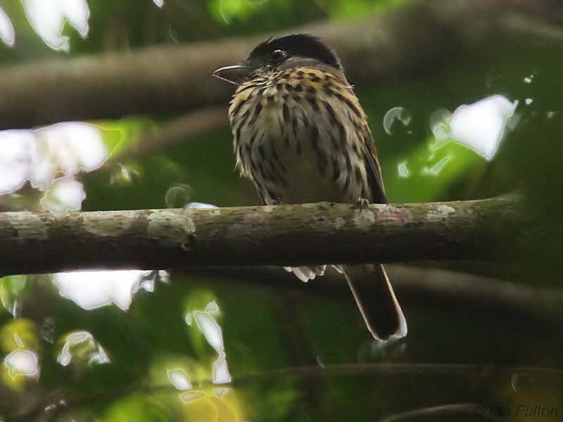 African Broadbill, Leconi, Gabon