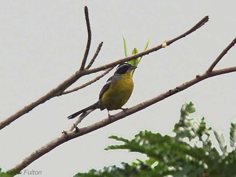 Cabaniss Bunting, Leconi, Gabon