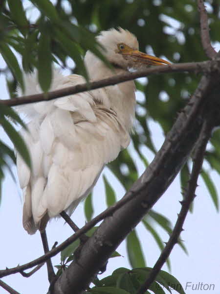 Cattle Egret, Libreville, Gabon