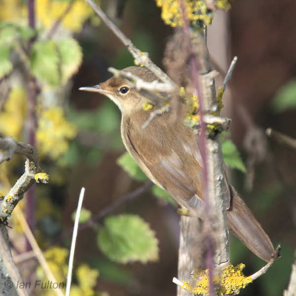 Marsh Warbler, Barns Ness, Lothian
