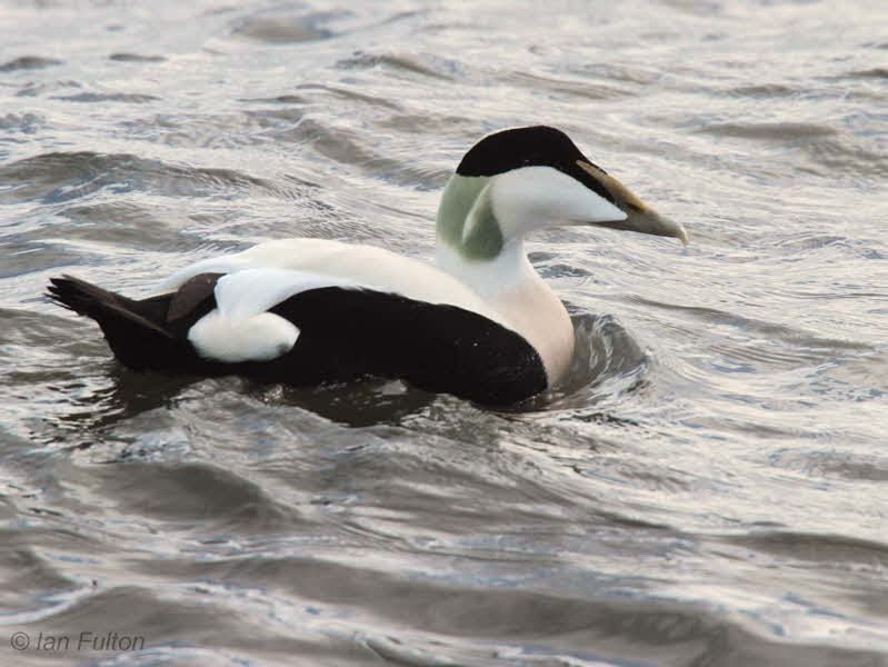Common Eider, Balcomie, Fife
