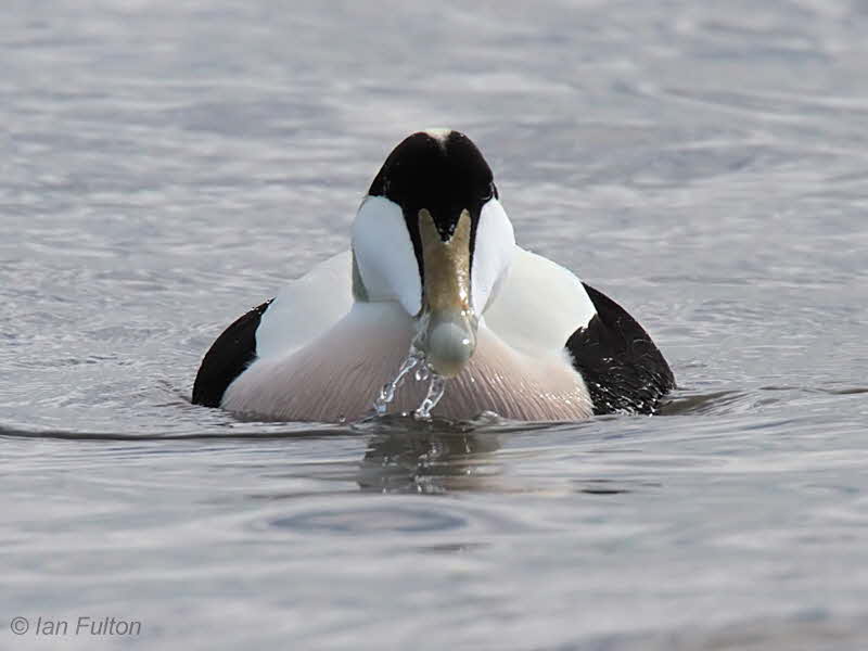 Common Eider, Balcomie, Fife