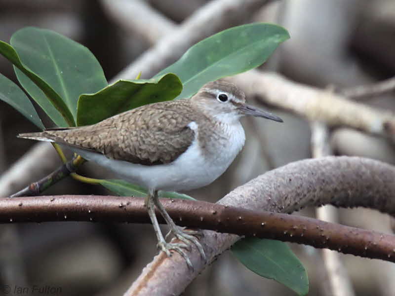 Common Sandpiper, Bambouchine, Gabon