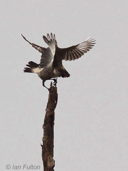 Congo Moor Chat, Leconi, Gabon