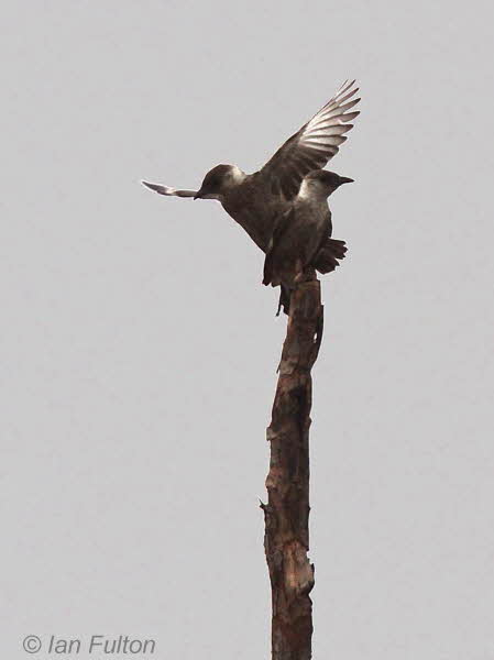 Congo Moor Chat, Leconi, Gabon