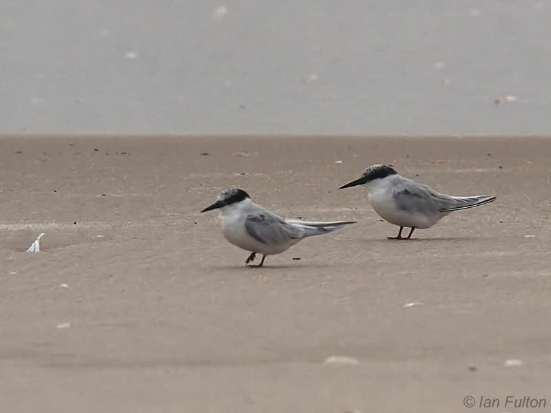 Damara Tern, St Catherine Beach-Loango NP, Gabon