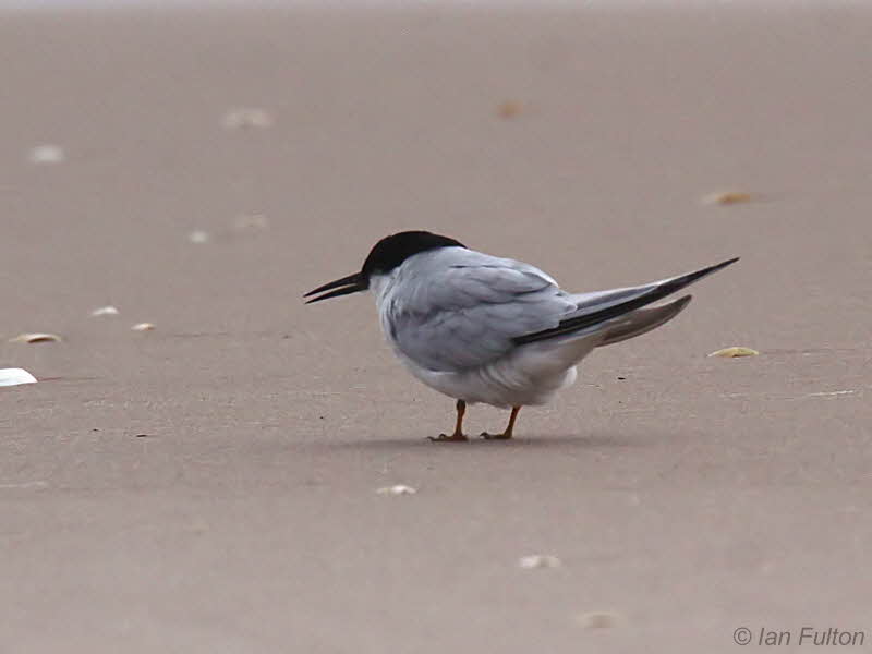 Damara Tern, St Catherine Beach-Loango NP, Gabon