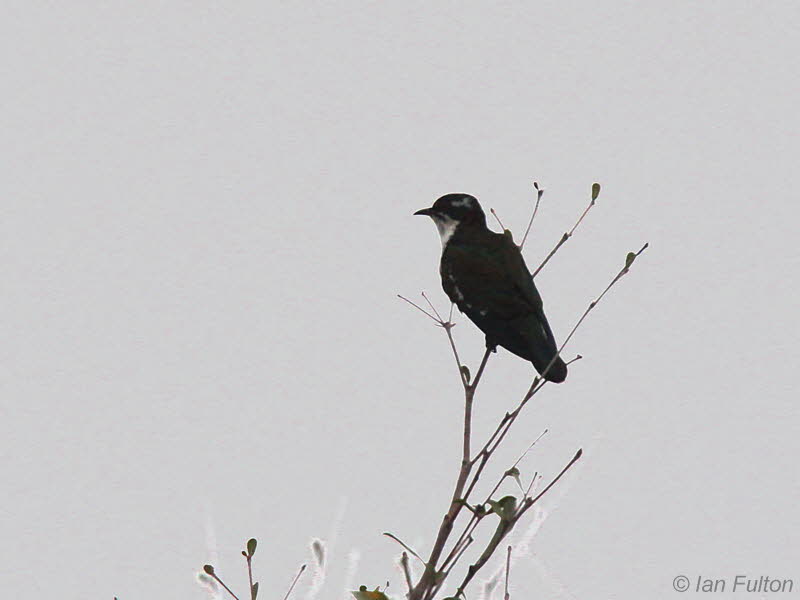Diedric Cuckoo, Lope NP, Gabon