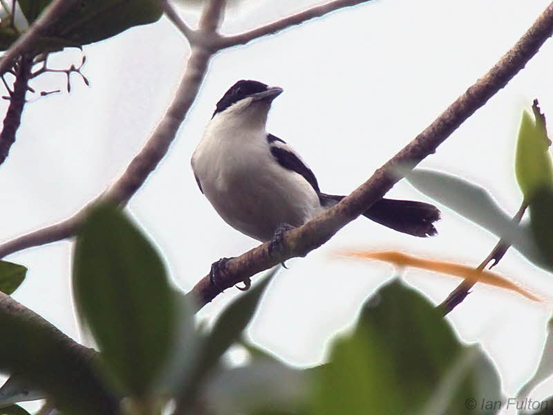 Swamp (Gabon) Boubou, Bambouchine, Gabon
