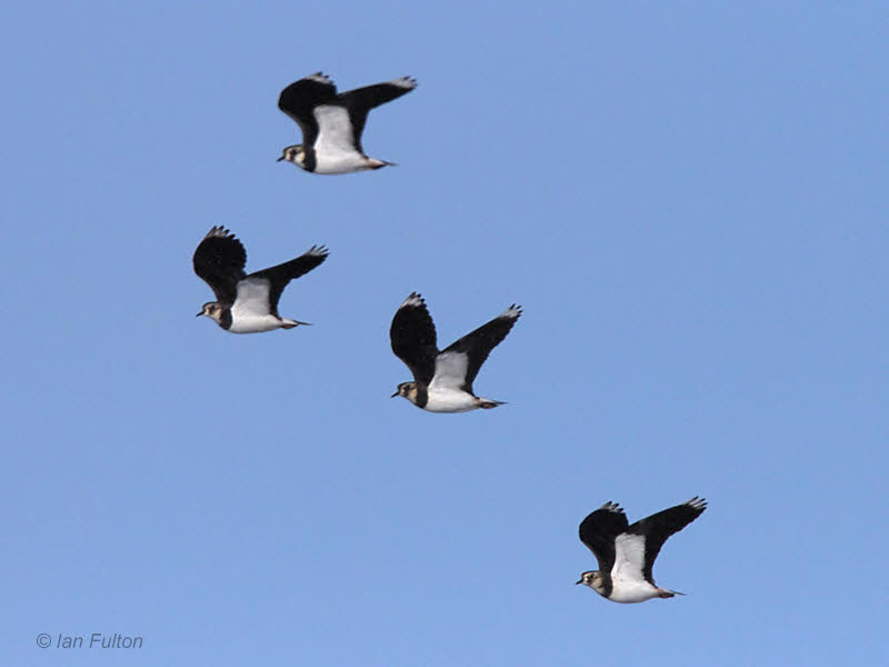 Lapwing, Loch Lomond NNR, Clyde